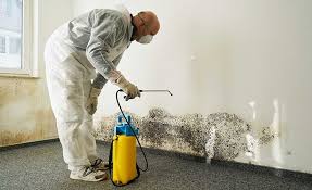 Environmental Consulting for Mold Prevention in Canyon Lake, CA