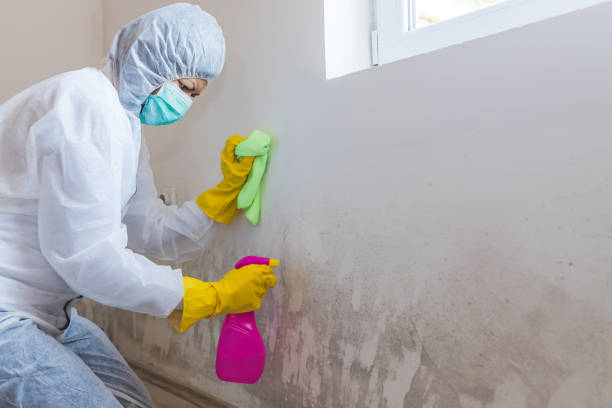 Why You Should Choose Our Mold Remediation Services in Canyon Lake, CA